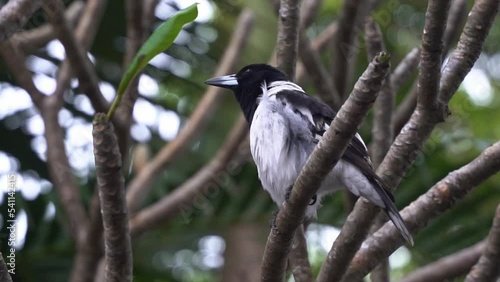 Close up shot of a pied butcherbird, cracticus nigrogularis, Australian native songbird found perching on treetop, singing fluty and melodic song in urban park at Queensland. photo