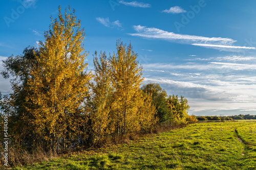 Yellow birches on a green meadow. Cloudy blue sky.