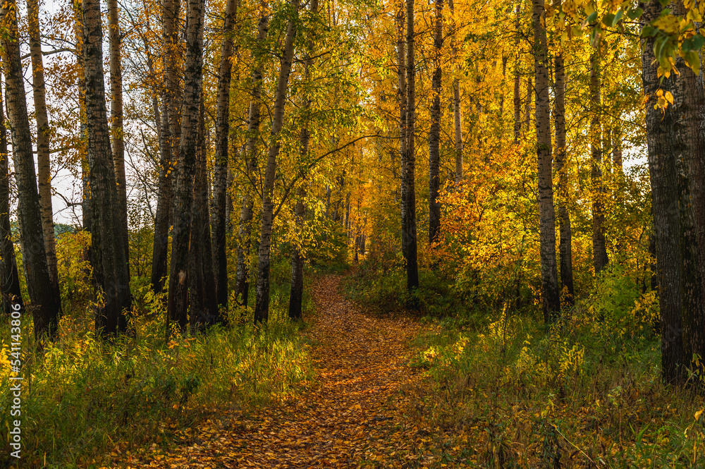 Forest path covered with yellow fallen leaves.