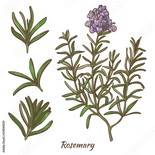 Rosemary Plant and Leaves in Hand Drawn Style