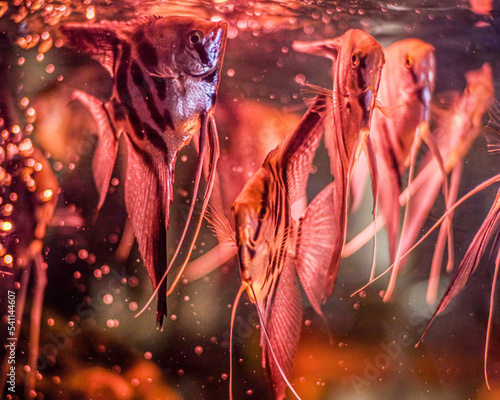 Fish in aquarium