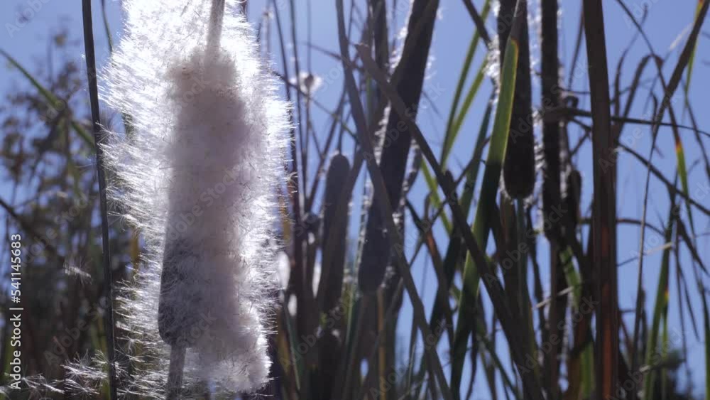 Typha or cattail is a marsh plant. In autumn, its inflorescences open ...