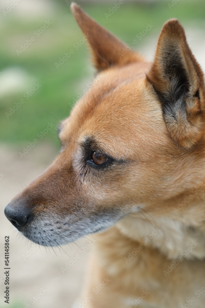 Portrait of a dog against a background of blurred grass. Close-up. A dog is outside in the summer on a sunny day.