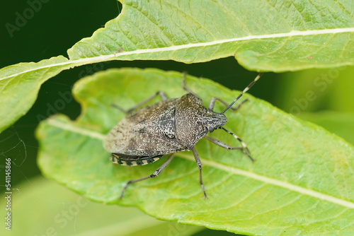 Closeup on the European mottled shieldbug, Rhaphigaster nebulosa sitting on a green leaf