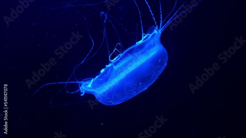Single adult crystal jelly, aldersladia magnificus swimming in the water, emit green bioluminescence light, green fluorescent protein around the edge of its bell against dark background. photo