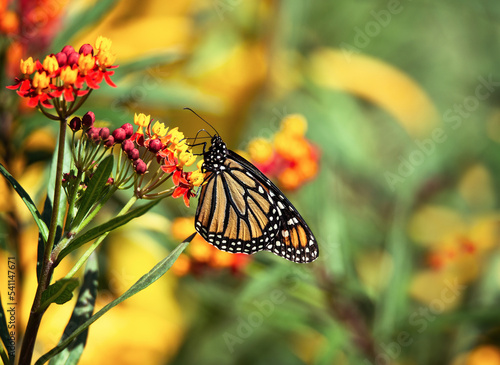 Migrating Monarch butterfly (Danaus plexippus) feeding on tropical Milkweed flowers in the autumn garden in Texas. © leekris