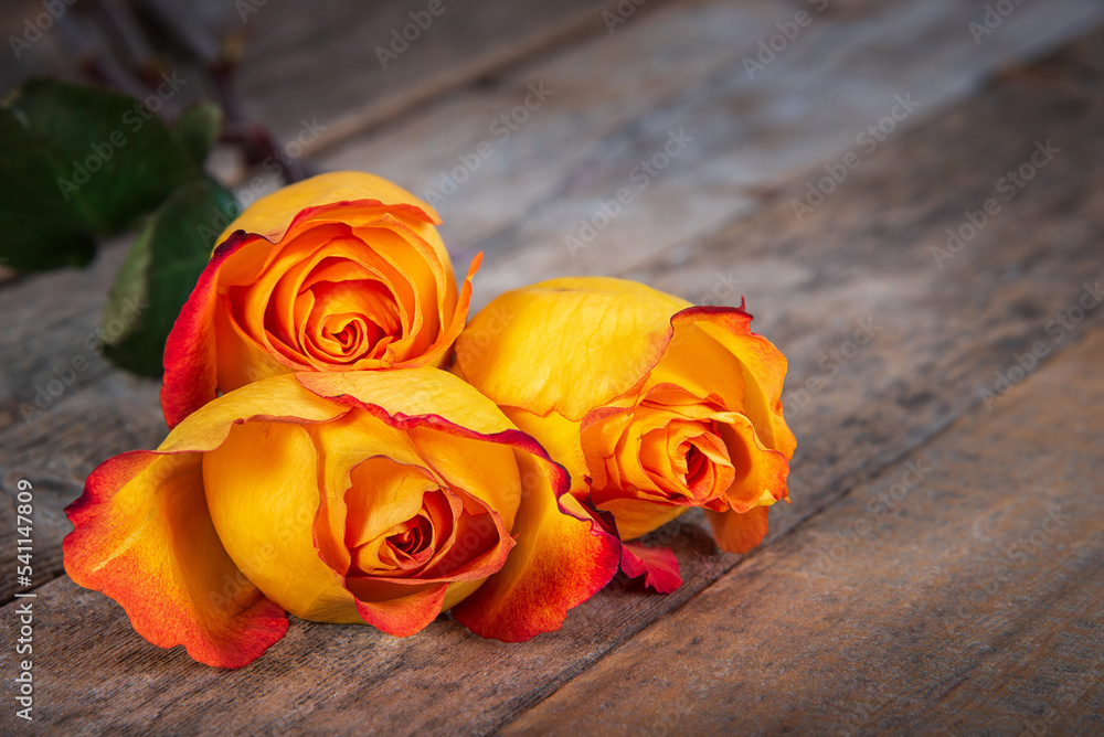 Three beautiful fresh yellow orange roses on wooden table. Copy space. Three beautiful fresh yellow orange roses on wooden table. Copy space.