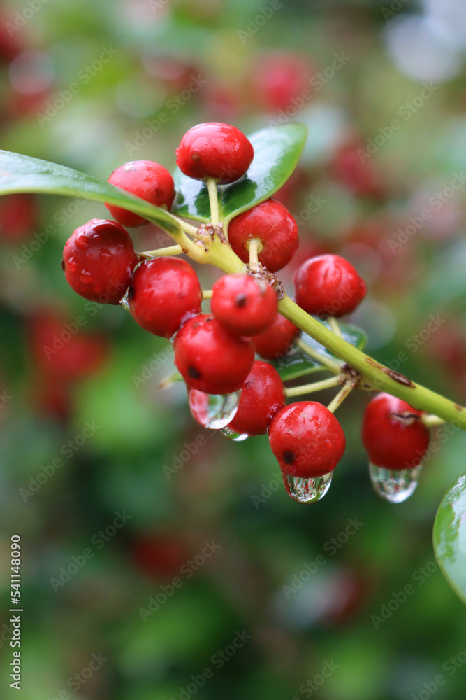 Close-up of Holly bush with red berries covered by raindriops on autumn season. Ilex cornuta, also called chinese Holly in the garden Close-up of Holly bush with red berries covered by raindriops on autumn season. Ilex cornuta, also called chinese Holly in the garden