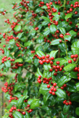 Holly bush with red berries on autumn season. Ilex cornuta, also called chinese Holly in the garden 