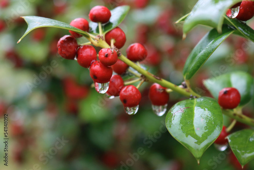 Close-up of Holly bush with red berries covered by raindriops on autumn season. Ilex cornuta, also called chinese Holly in the garden 