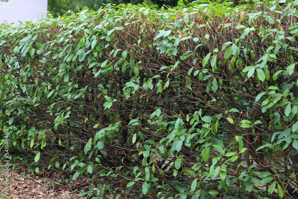 Close-up of pruned Cherry Laurel hedge in the garden. Pruning a Prunus laurocerasus bush Close-up of pruned Cherry Laurel hedge in the garden. Pruning a Prunus laurocerasus bush