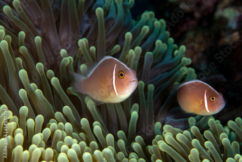 Pink Anemonefish Amphiprion perideraion in an anemone. Sea life of Tulamben  Bali  Indonesia.