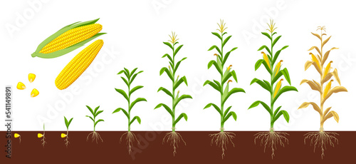 Corn maize growth stages. Farm plant evolving, development stage or agriculture crop sapling evolution progress. Corn grow phases form seed with roots in soil to seedling, plant ready for harvesting