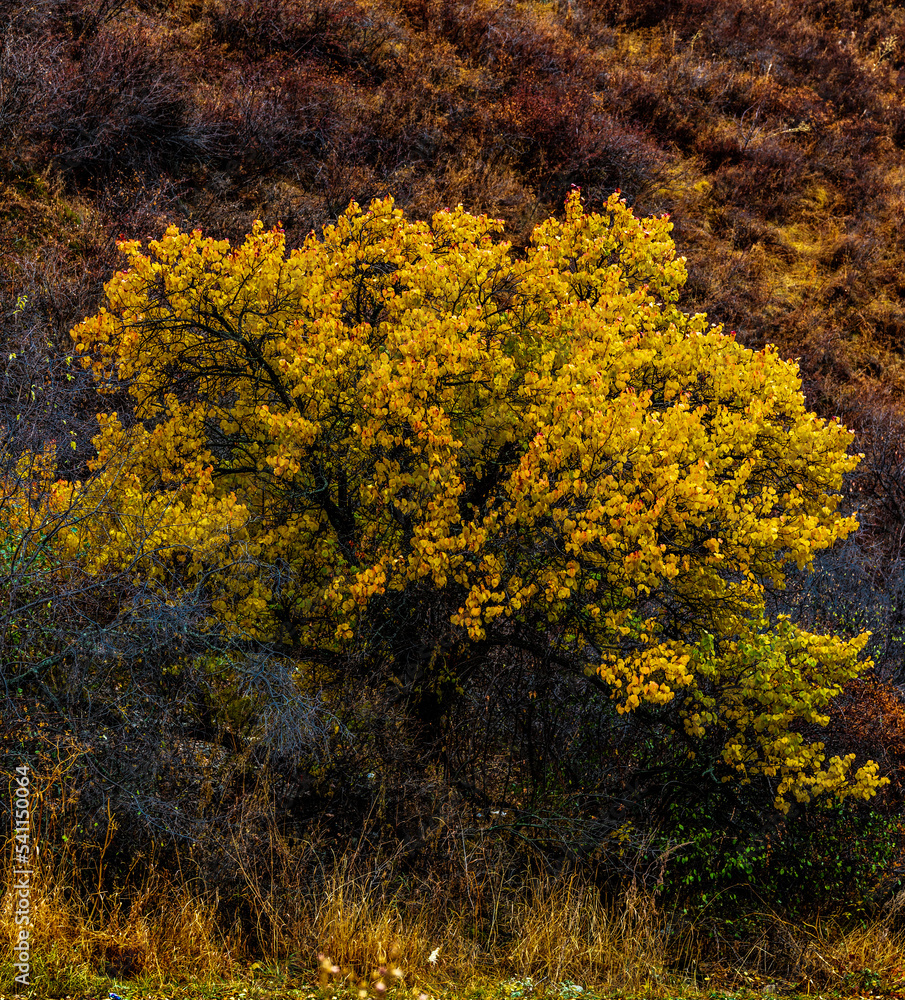 Fototapeta premium autumn trees in the park