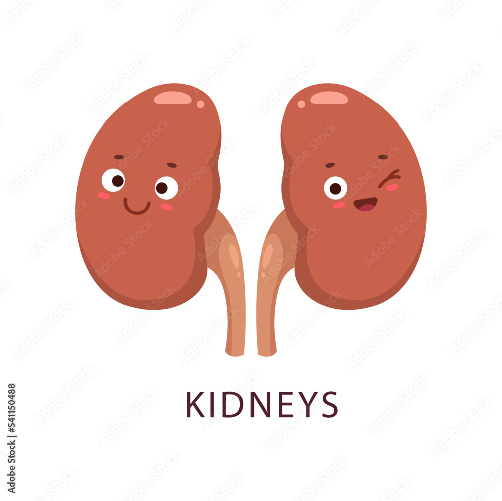 Cartoon kidneys human bogy organ character. Human body anatomy ...