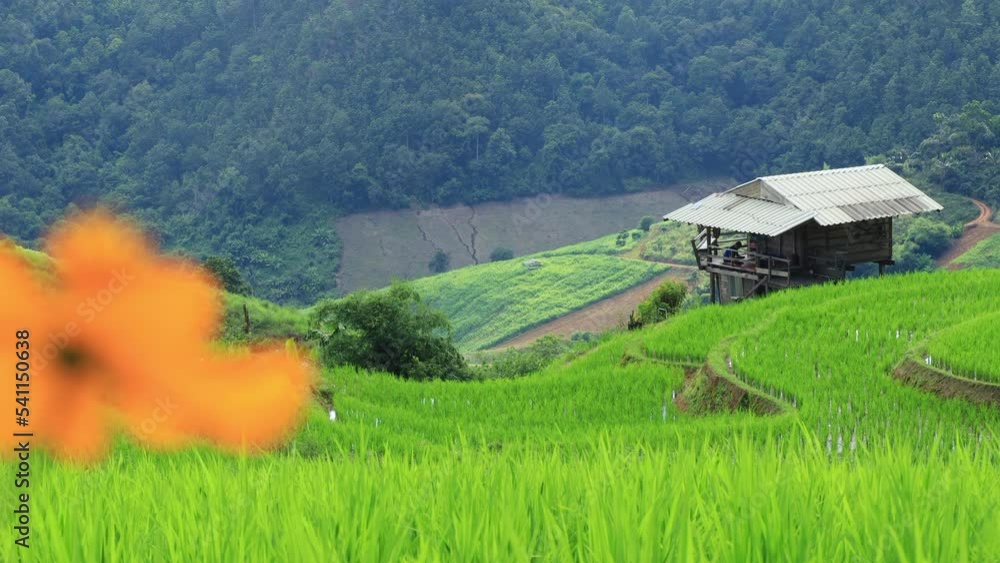 Beautiful scenery of Pa Bong Piang rice terraces. Rice fields on a hill with view of mount and dragon flies flying around rice fields. Beautiful scenery of Pa Bong Piang rice terraces. Rice fields on a hill with view of mount and dragon flies flying around rice fields.