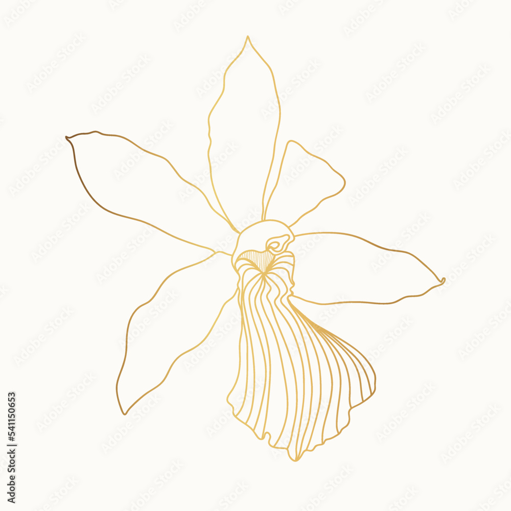 Obraz premium Golden Line Orchids Cymbidium Flower. Flora and Isolated Botany Plant with Petals. Tropical exotic line flower illustration.