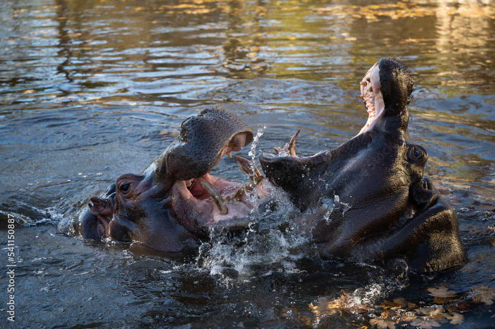 Fototapeta premium Machtspiele der Flusspferde