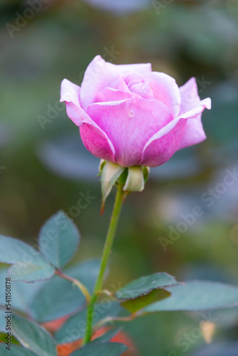 Wallpaper Mural 薔薇 Torontodigital.ca