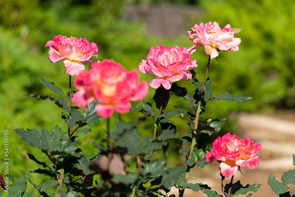 Fototapeta premium 薔薇
