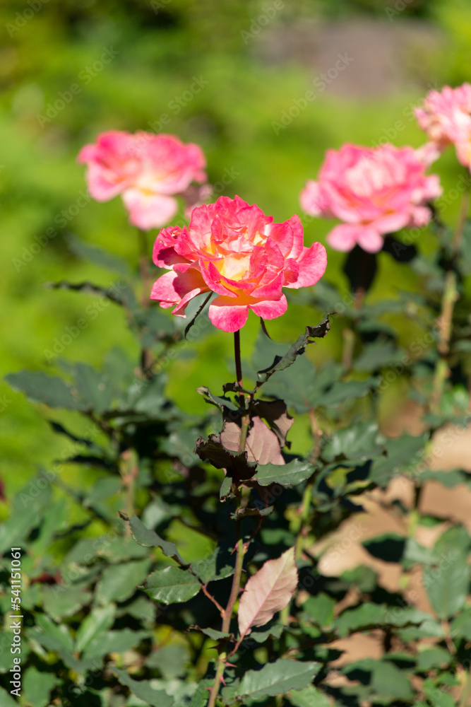薔薇 薔薇