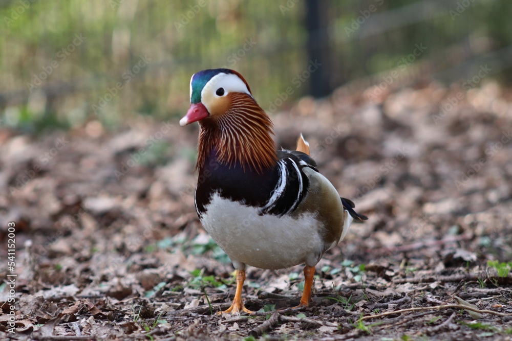closeup of a male mandarin duck closeup of a male mandarin duck