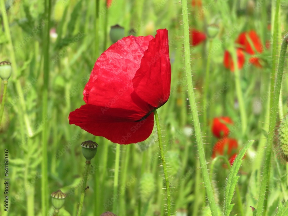 Naklejka premium red poppy in the field