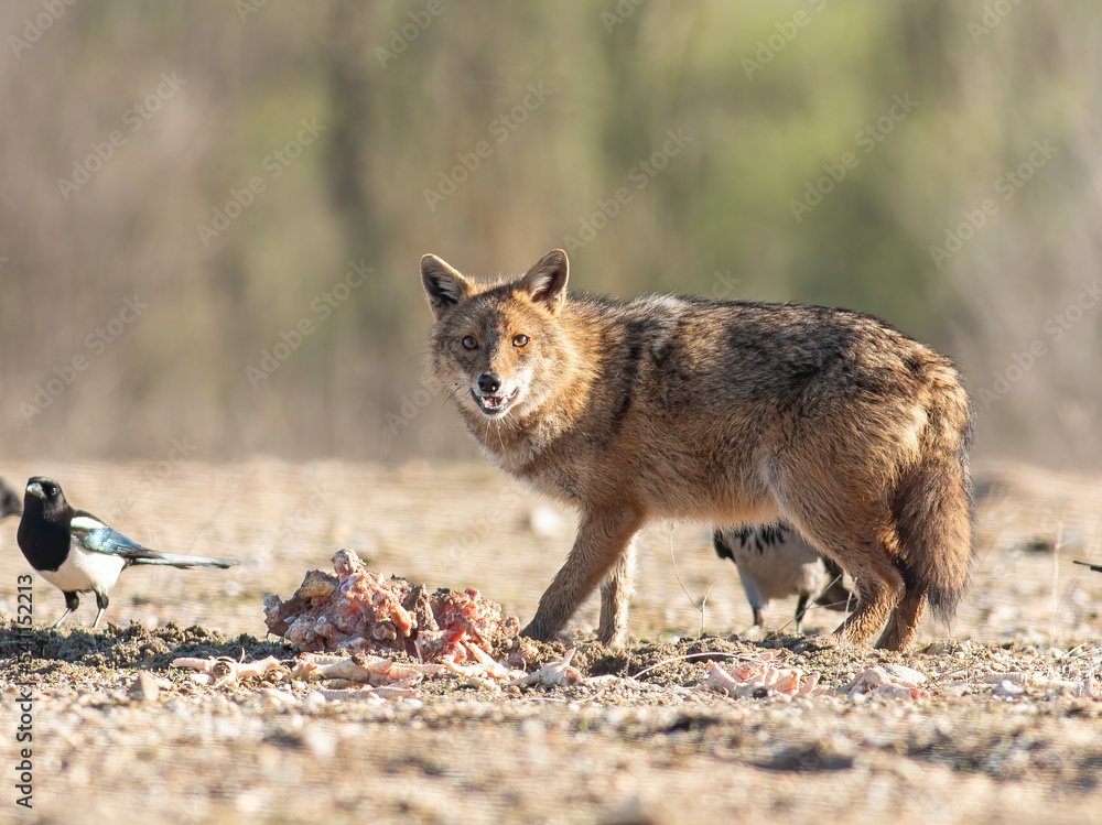 Fototapeta premium Golden Jackal in a natural habitat
