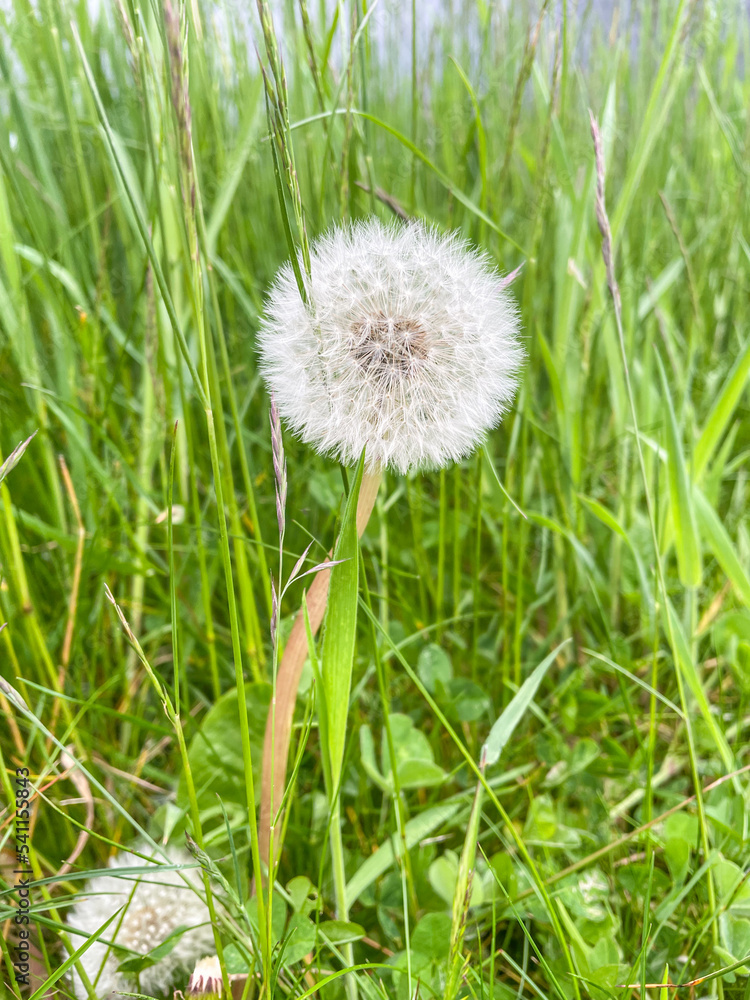 Common dandelion