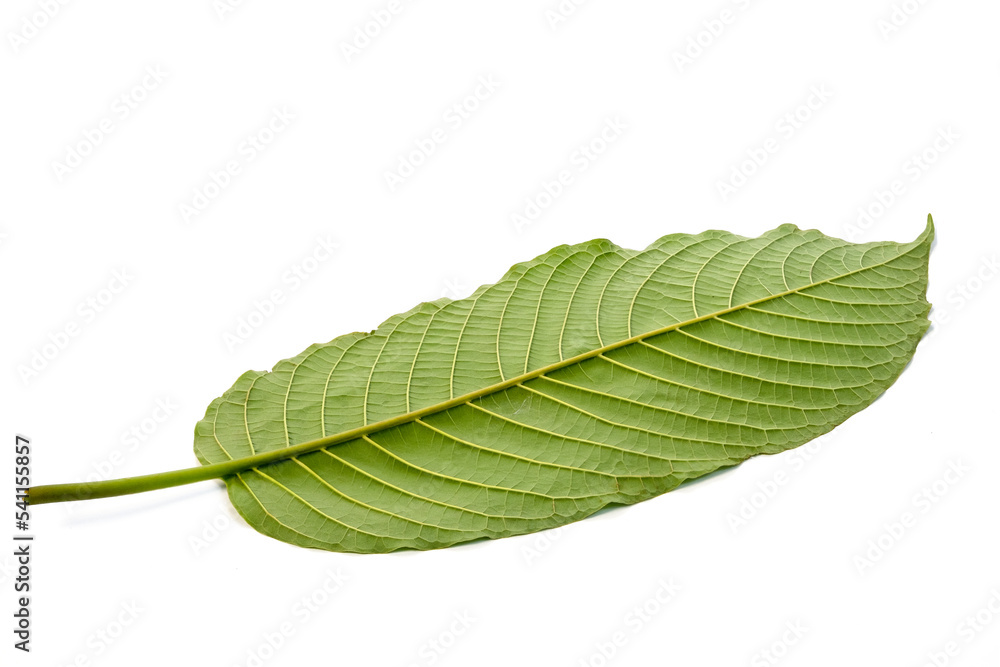 Fototapeta premium Kratom leaves green leafy plants have benefits to help reduce fat.