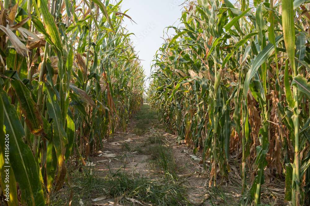 Obraz premium harvest corn field in agricultural garden