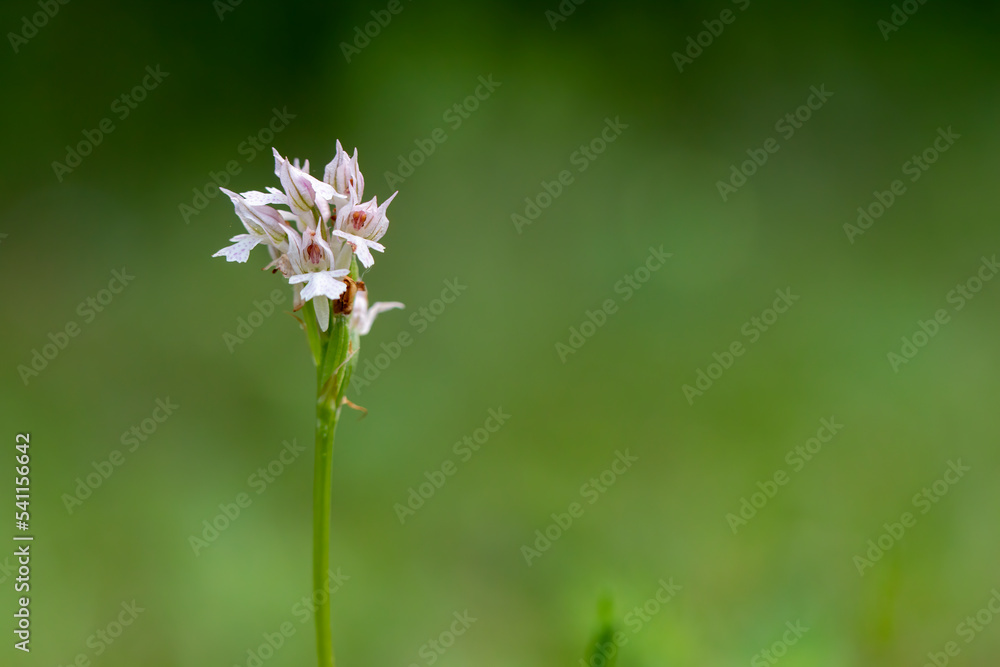 Three-toothed Orchid (Orchis tridentata) in natural habitat Three-toothed Orchid (Orchis tridentata) in natural habitat