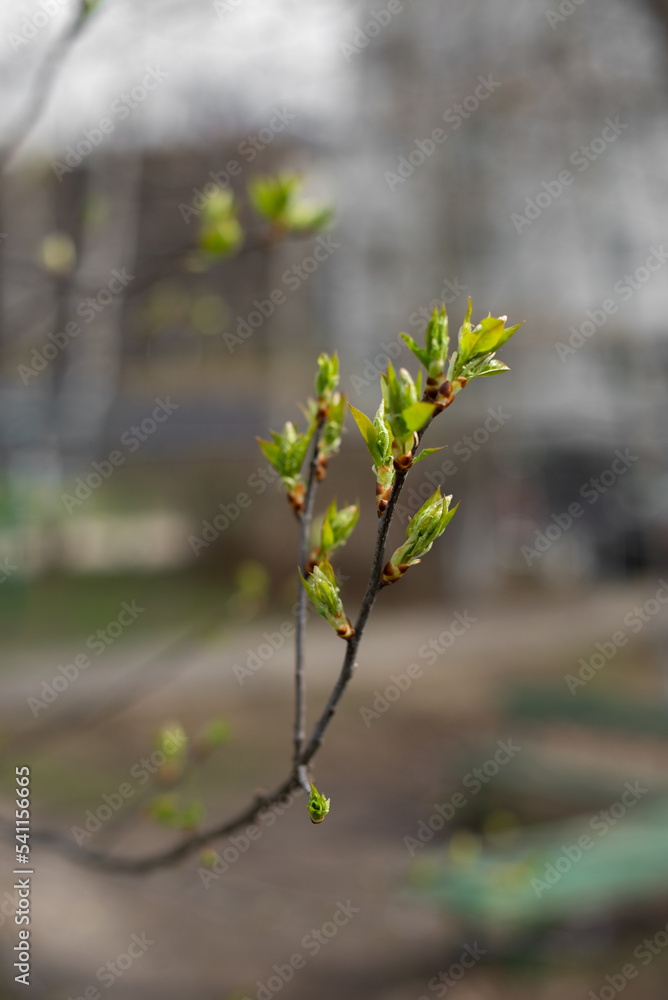 Fresh green leaves bloom on a tree branch in spring. Selective focus. Fresh green leaves bloom on a tree branch in spring. Selective focus.