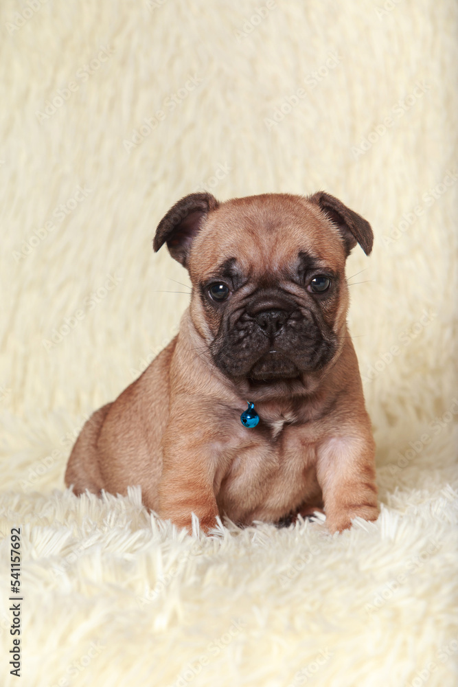 Obraz premium dog breed french bulldog