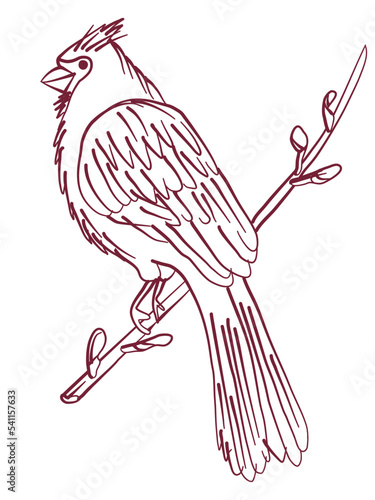 The cardinal bird sits on a tree branch. Outline drawing. Doodle hand drawn style. Sketchy simple image. Abstract bird silhouette. Vector illustration isolated on white background. Coloring page © Lyudmyla