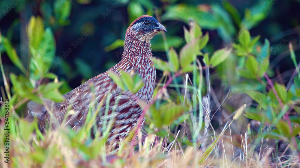 Erckell's francolin, bird of Hawaii islands Erckell's francolin, bird of Hawaii islands
