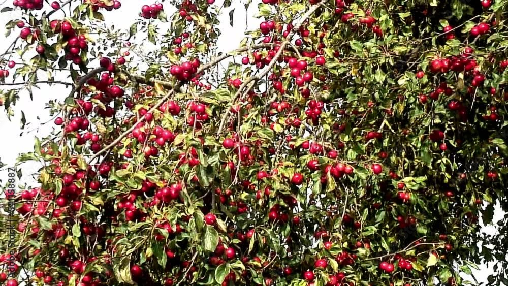 A heavy crop of rosy red crab apples waiting to be harvested swaying in the wind A heavy crop of rosy red crab apples waiting to be harvested swaying in the wind