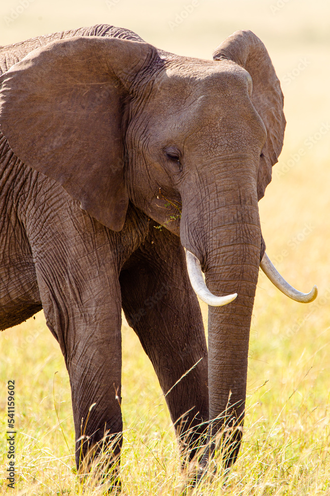 Obraz premium Elephant grazing on the open savannah of the Masai Mara, Kenya 