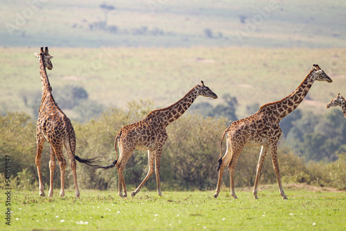 A group of Maasai Giraffe wander across the grass savannah of the Masai Mara, Kenya