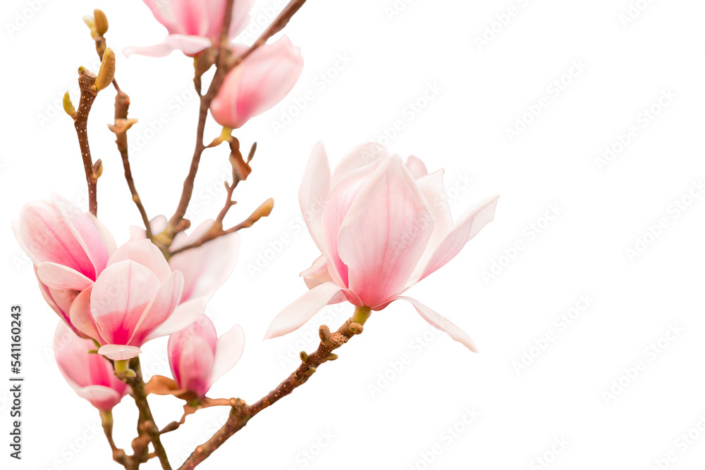 pink magnolia flowers on tree branch isolated pink magnolia flowers on tree branch isolated