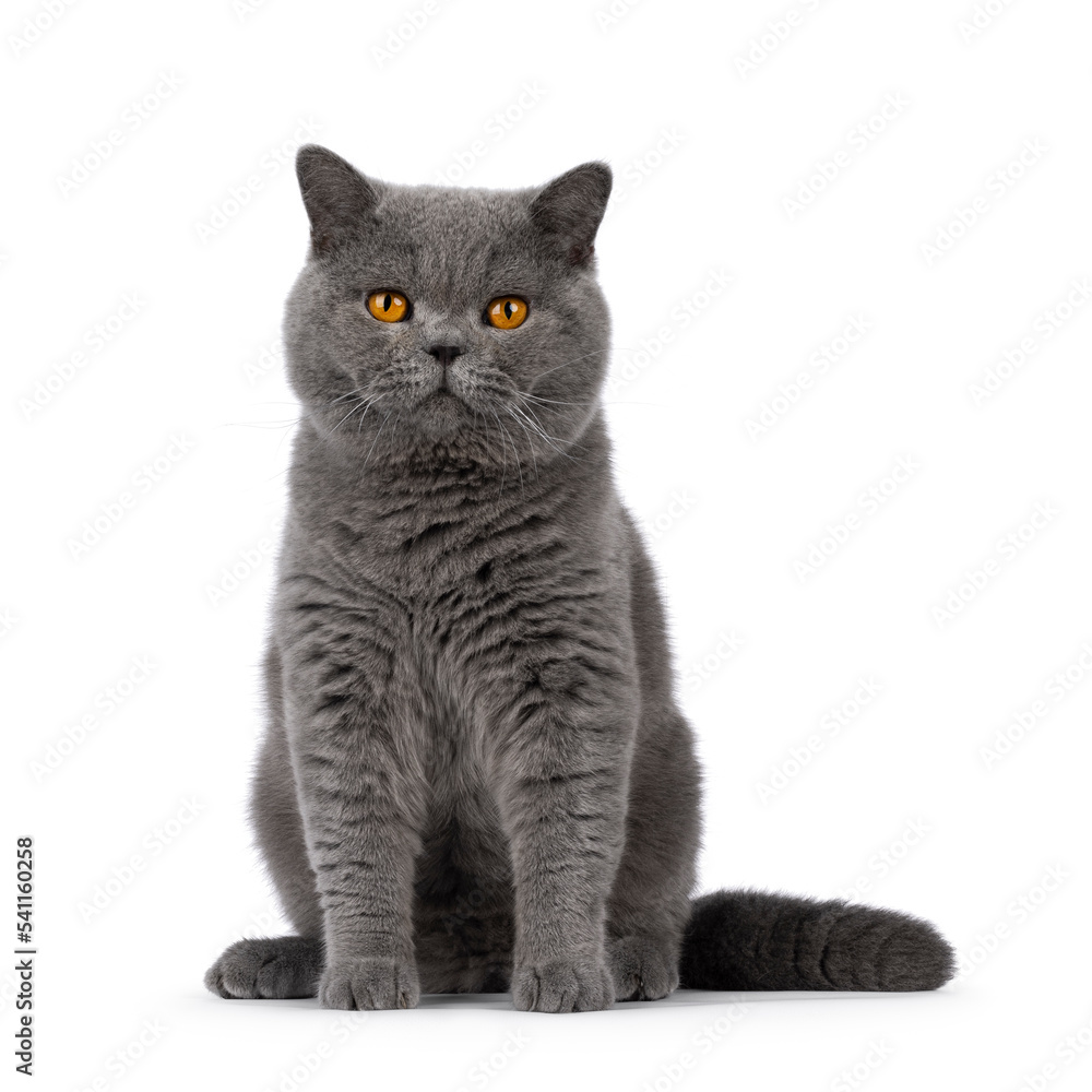 Handsome adult solid blue male British Shorthair cat, sitting up facing front. Looking towards camera. Isolated on a white background.
