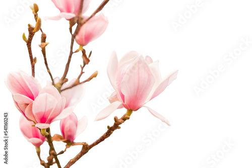 pink magnolia flowers on tree branch isolated