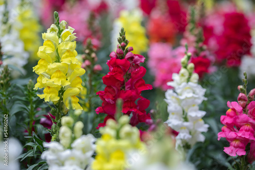 Tableau sur toile Beautiful snapdragon flowers blooming in spring day