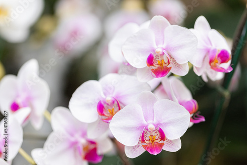 Beautiful orchid flower blooming at rainy season. Phalaenopsis Orchidaceae