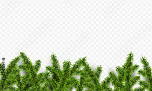 Pine branches on transparent background. Christmas concept.
