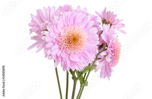 chrysanthemum flowers isolated