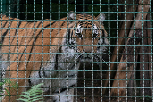Fototapeta Naklejka Na Ścianę i Meble -  A tiger in a cage looking at the camera