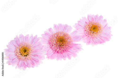 chrysanthemum flowers isolated