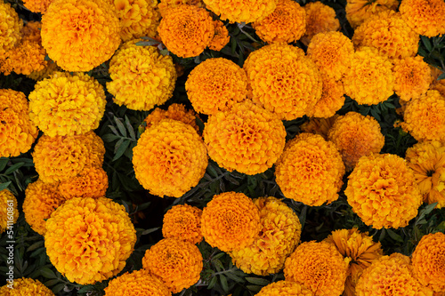 Cempasuchil yellow marigold flowers cempazchitl for altars of day of the dead mexico
