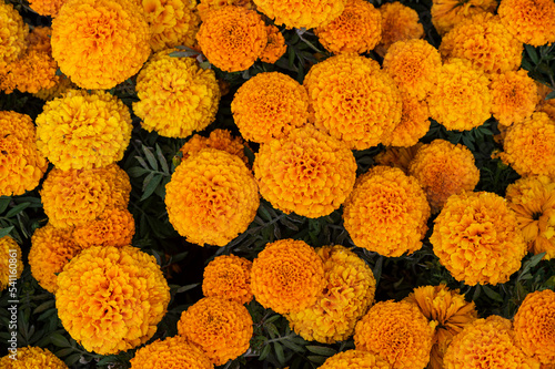 Cempasuchil yellow marigold flowers cempazchitl for altars of day of the dead mexico photo